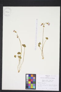 Oxalis violacea image