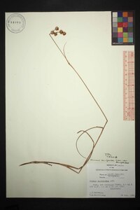 Juncus scirpoides var. scirpoides image