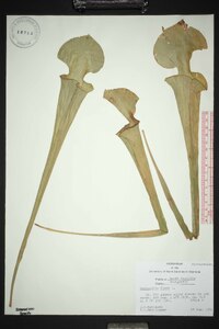 Sarracenia flava image