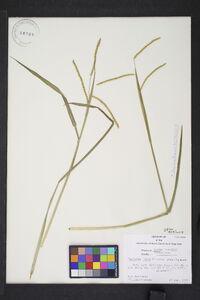 Paspalum laeve var. laeve image