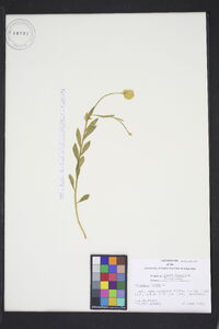 Polygala lutea image