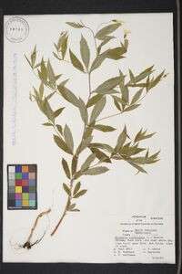 Gillenia trifoliata image