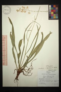 Veratrum virginicum image