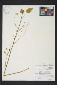 Smilax pulverulenta image