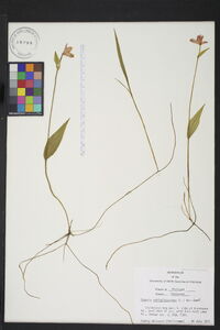 Pogonia ophioglossoides image