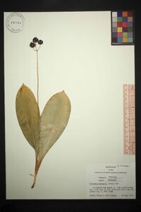 Clintonia borealis image