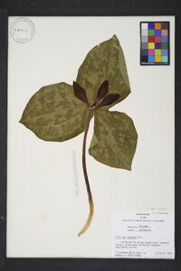 Trillium cuneatum image