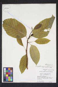 Magnolia acuminata image