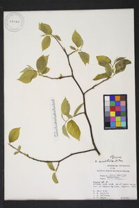 Styrax grandifolius image