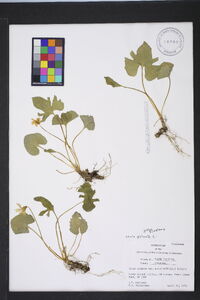 Viola palmata image