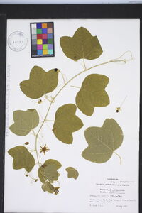 Passiflora lutea var. lutea image