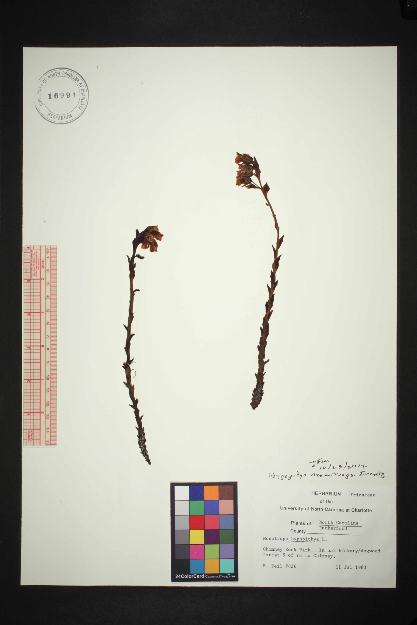 Hypopitys lanuginosa image