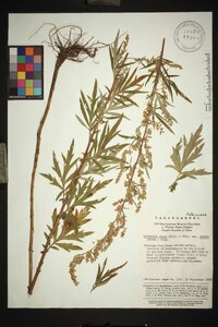 Image of Artemisia codonocephala