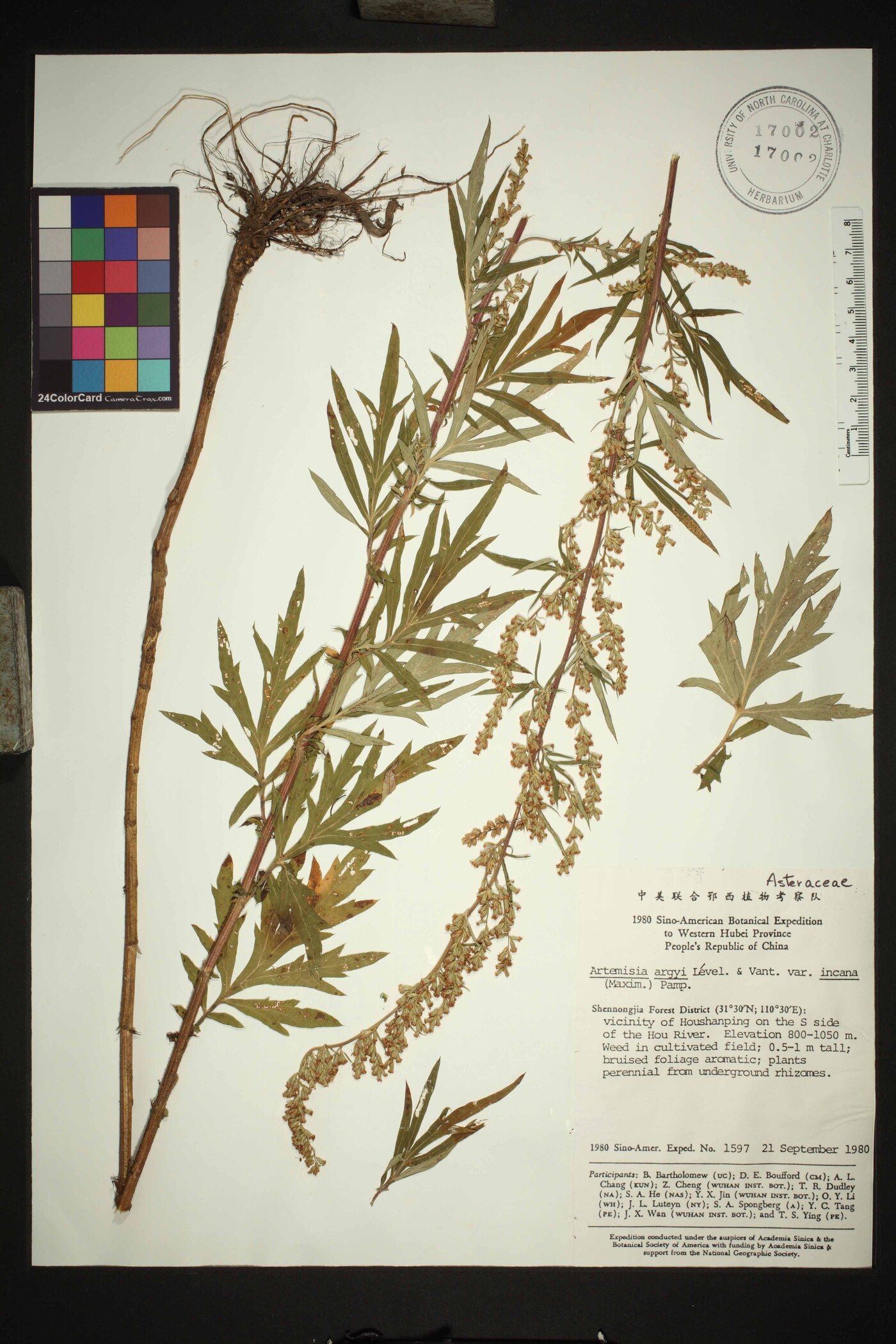 Artemisia codonocephala image