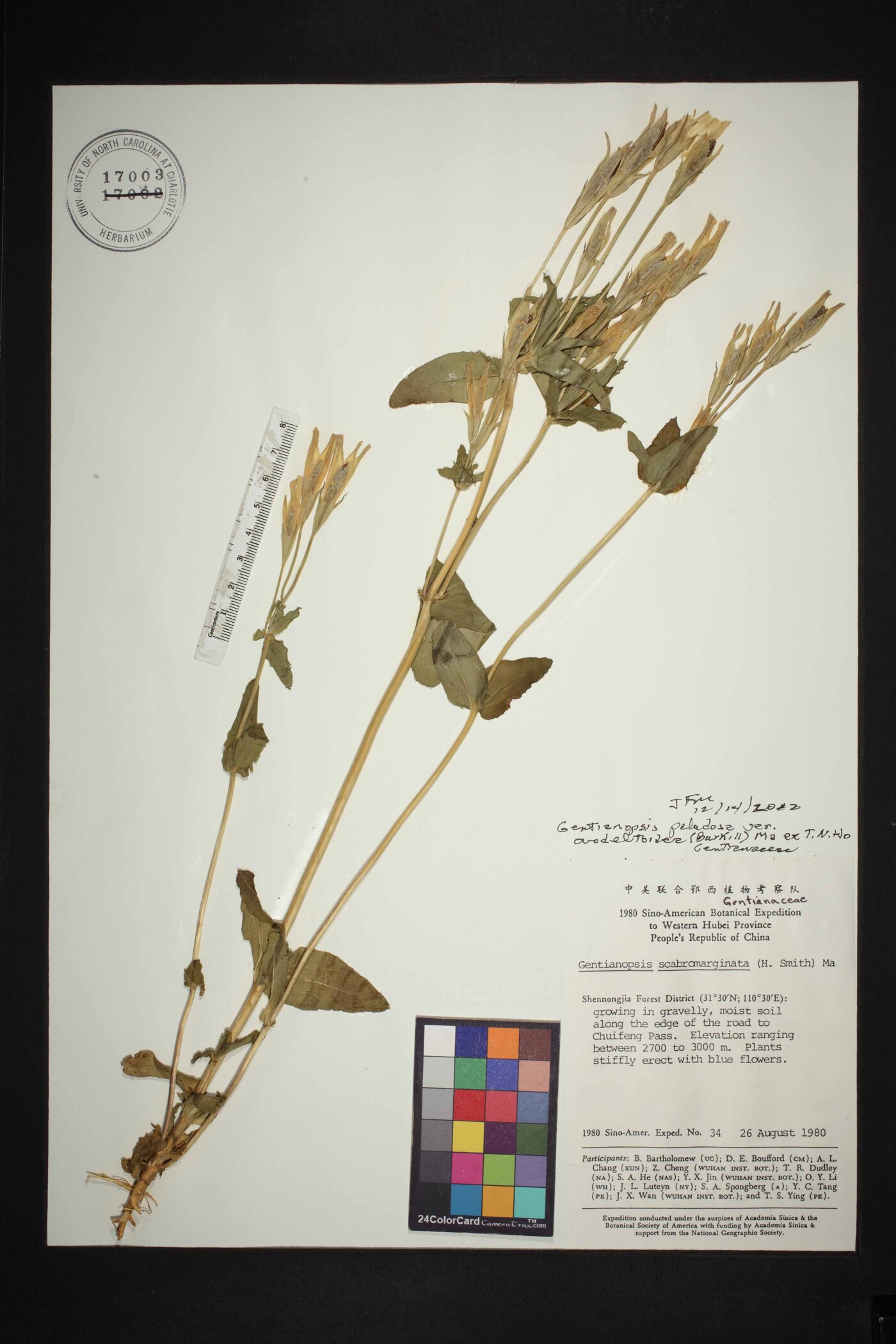 Gentianopsis paludosa var. ovatodeltoidea image