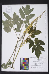 Actaea racemosa image