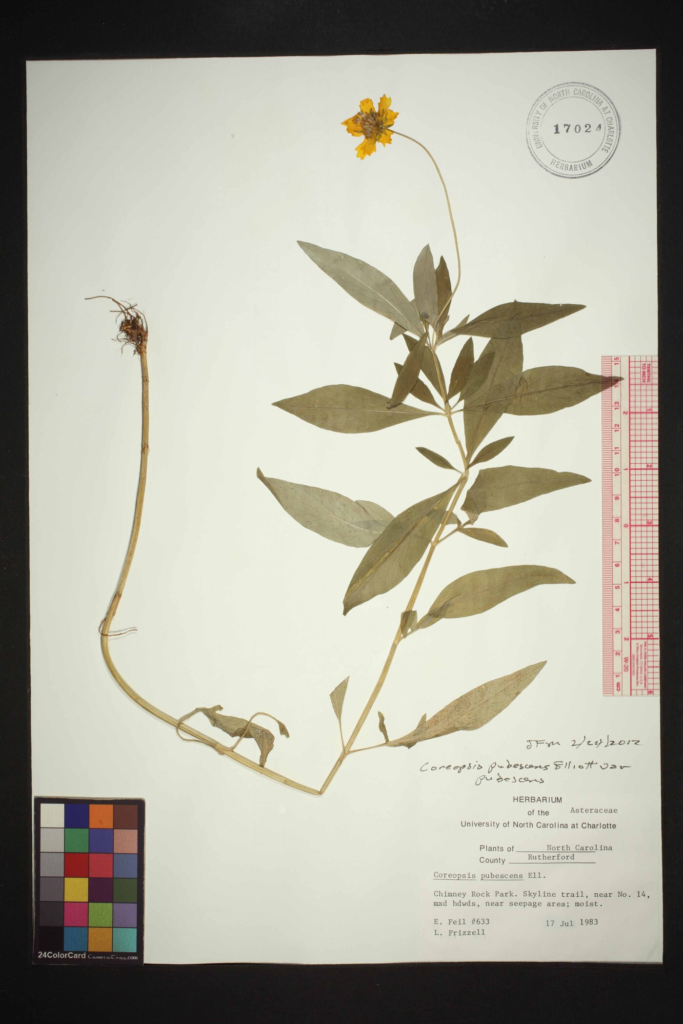 Coreopsis pubescens var. pubescens image