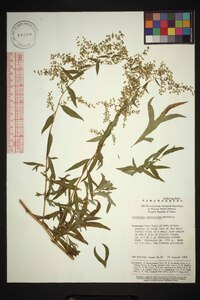 Artemisia dubia var. subdigitata image