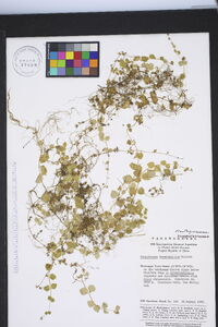 Hemiphragma heterophyllum image