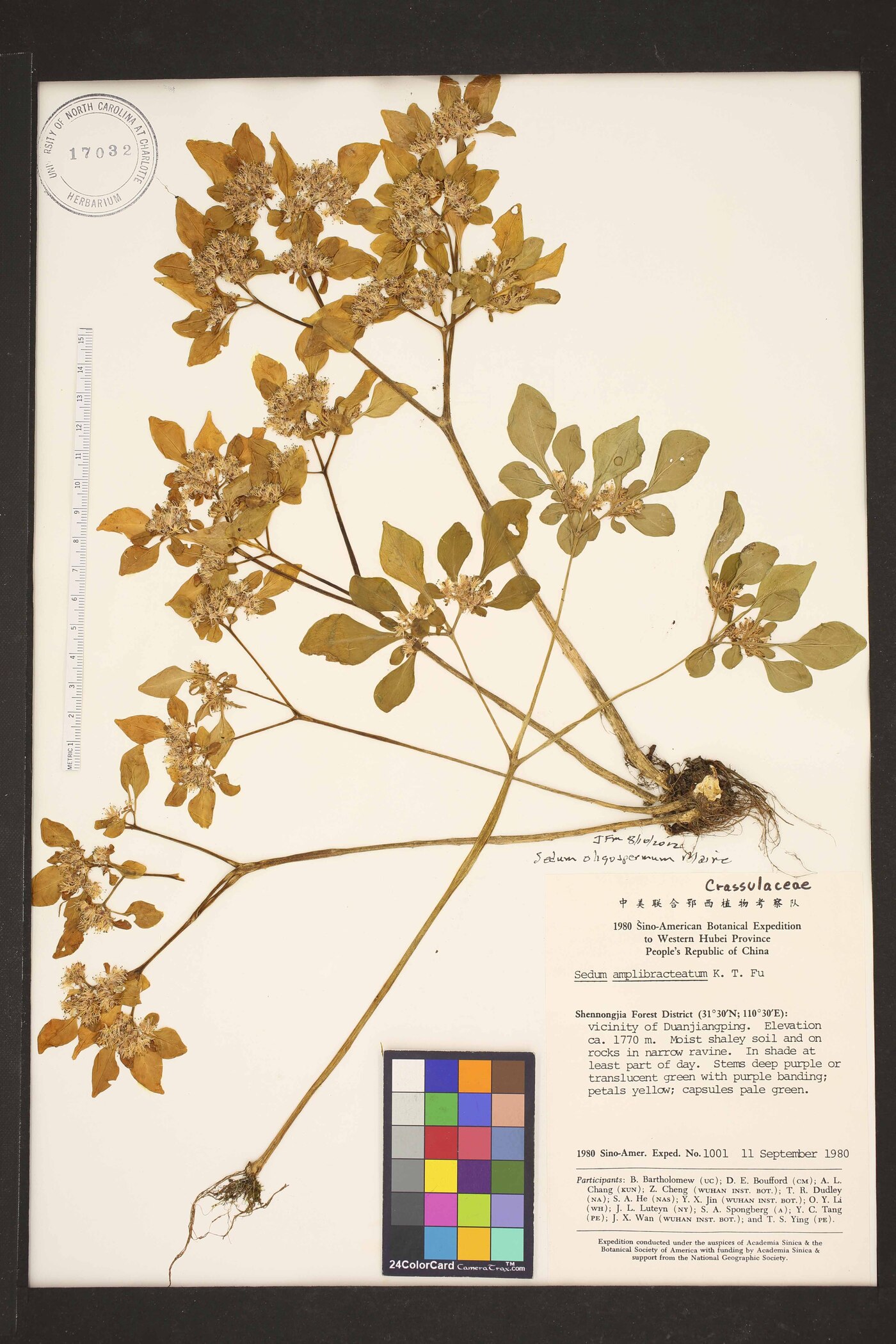 Sedum oligospermum image