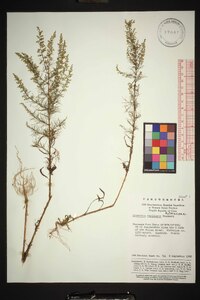 Artemisia capillaris image