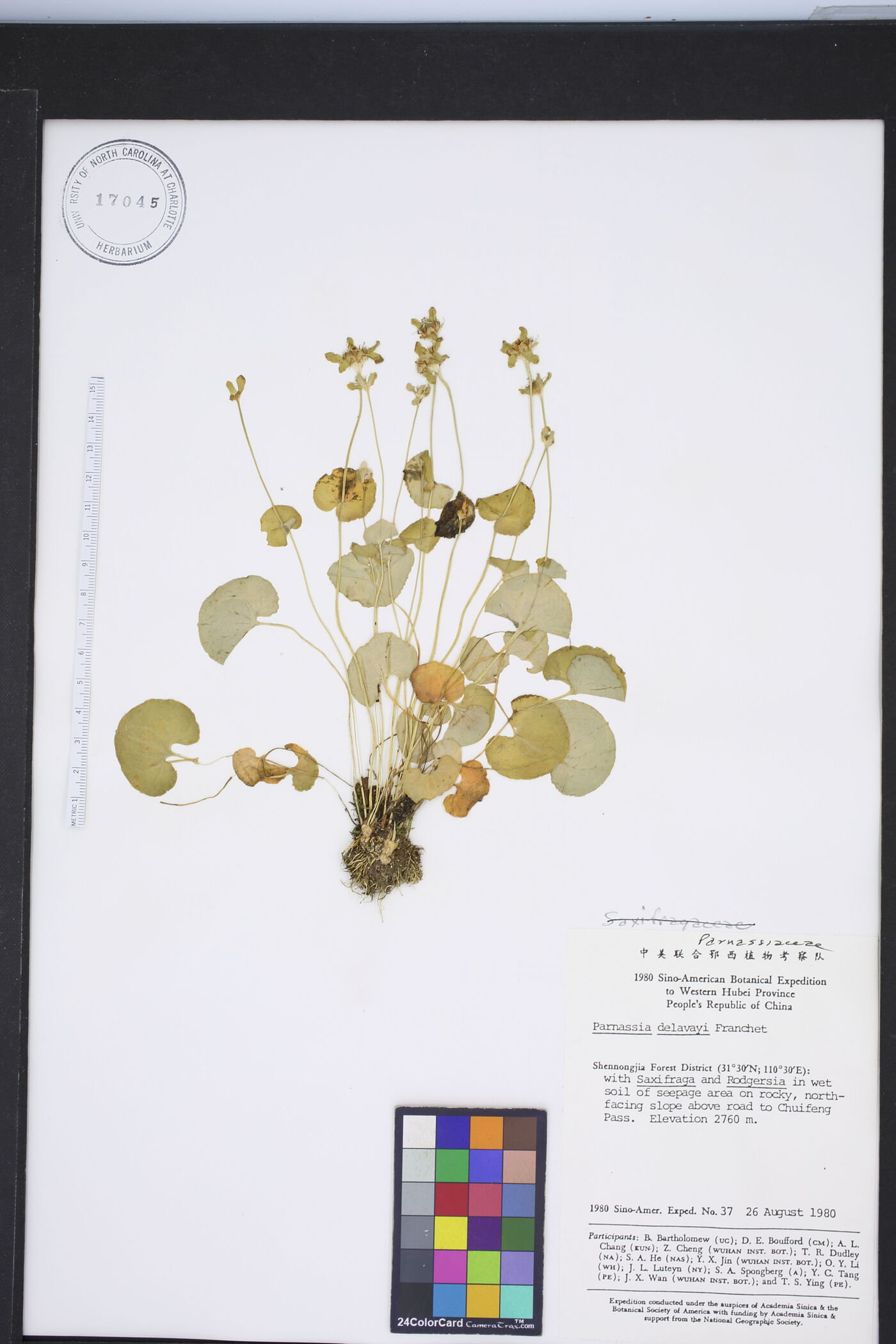 Parnassia delavayi image