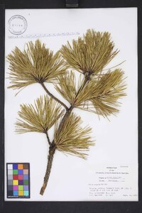 Pinus rigida image