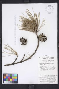 Pinus henryi image