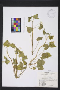 Viola canadensis var. canadensis image