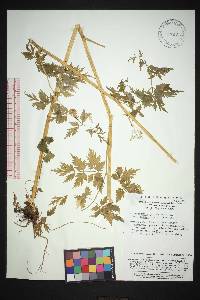 Nothosmyrnium japonicum image