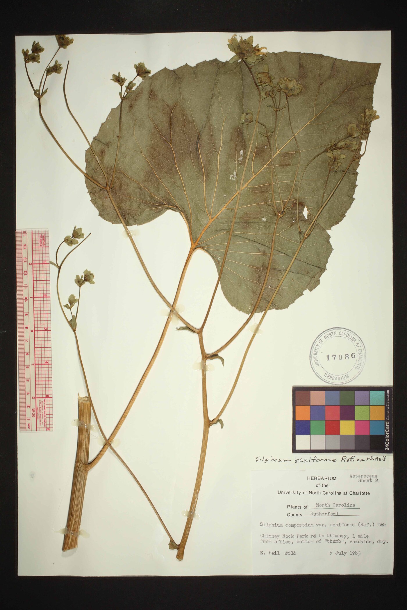 Silphium reniforme image