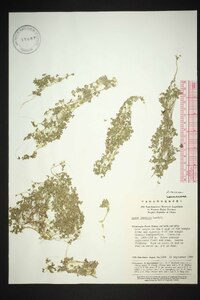 Lemna japonica image