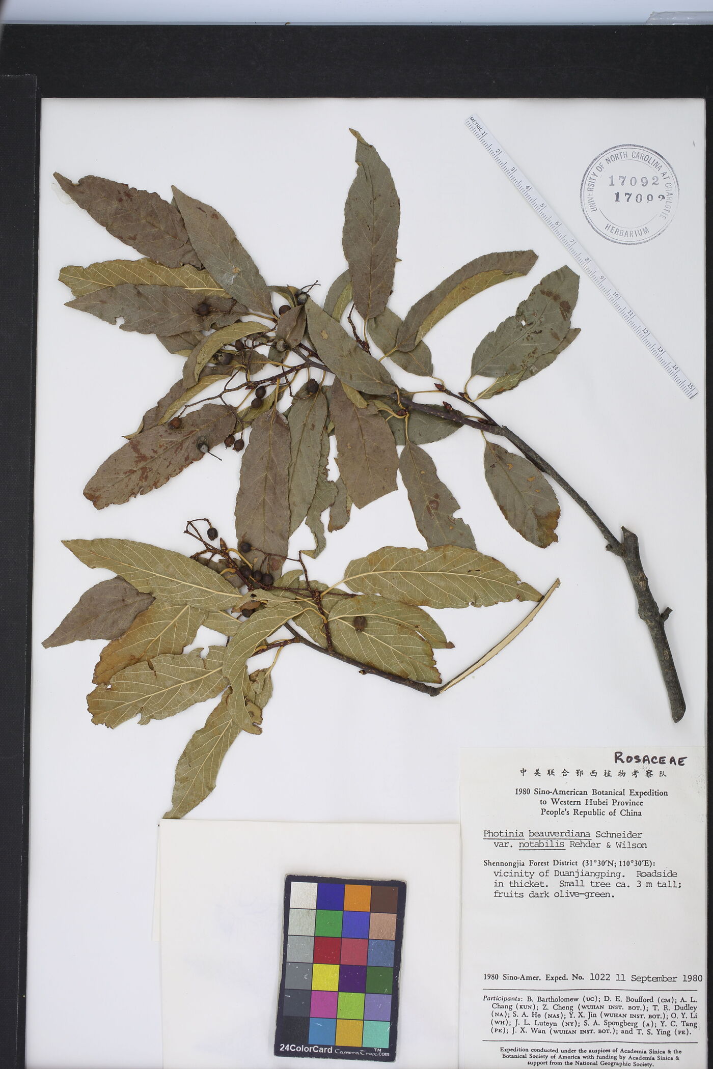 Photinia beauverdiana image