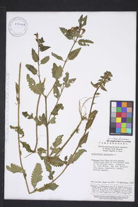 Pedicularis resupinata image