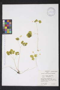 Thalictrum clavatum image