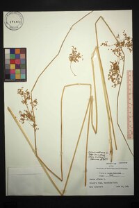 Juncus effusus var. solutus image