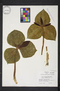 Trillium cuneatum image