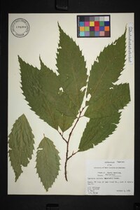 Castanea dentata image