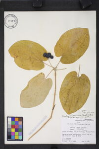 Smilax biltmoreana image