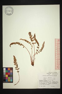 Woodsia ilvensis image