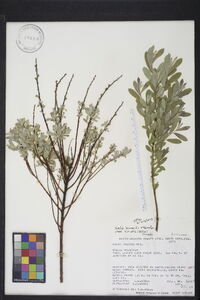 Salix humilis var. tristis image