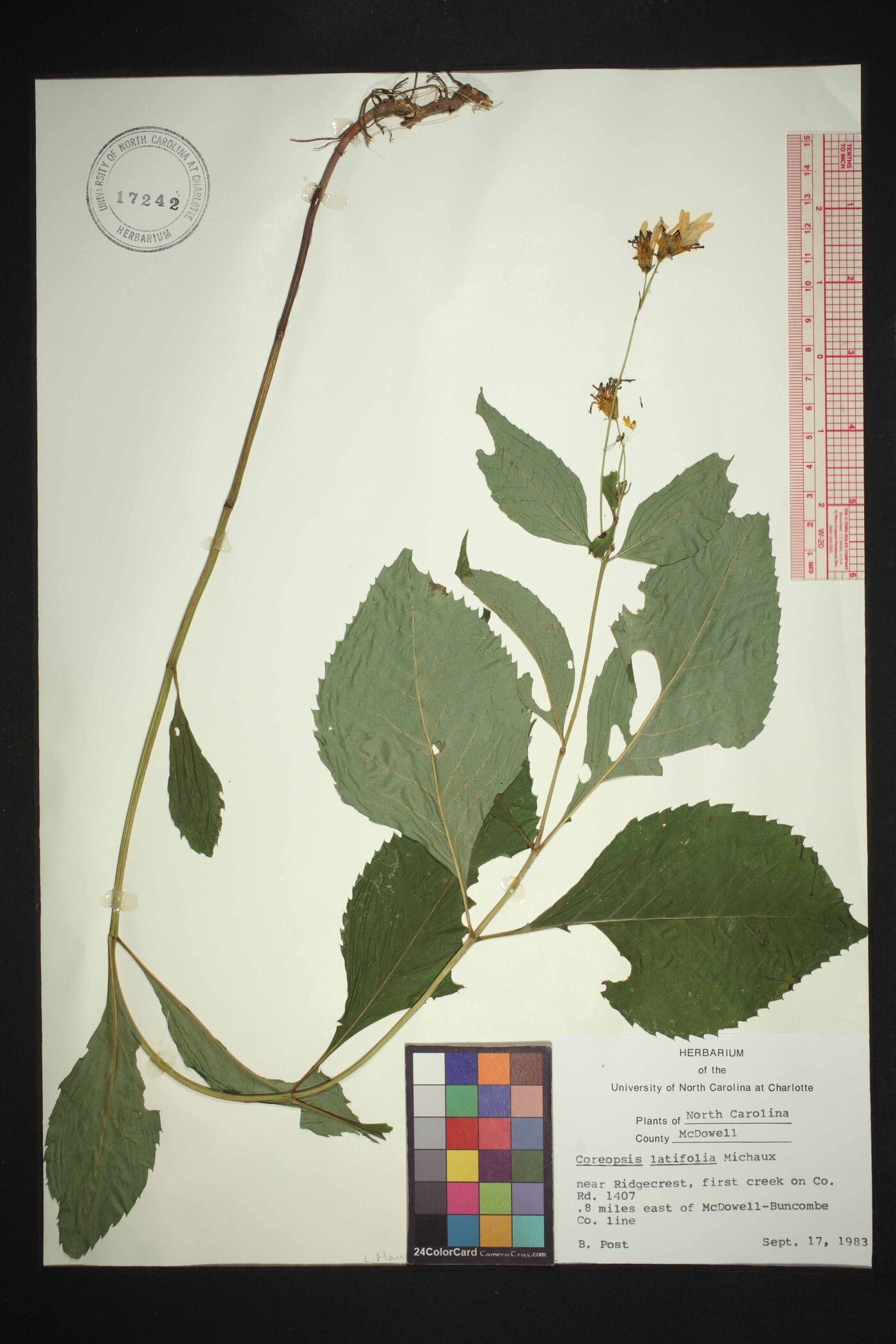 Coreopsis latifolia image