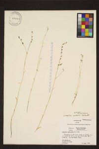 Lobelia nuttallii image