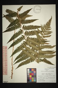 Dryopteris australis image