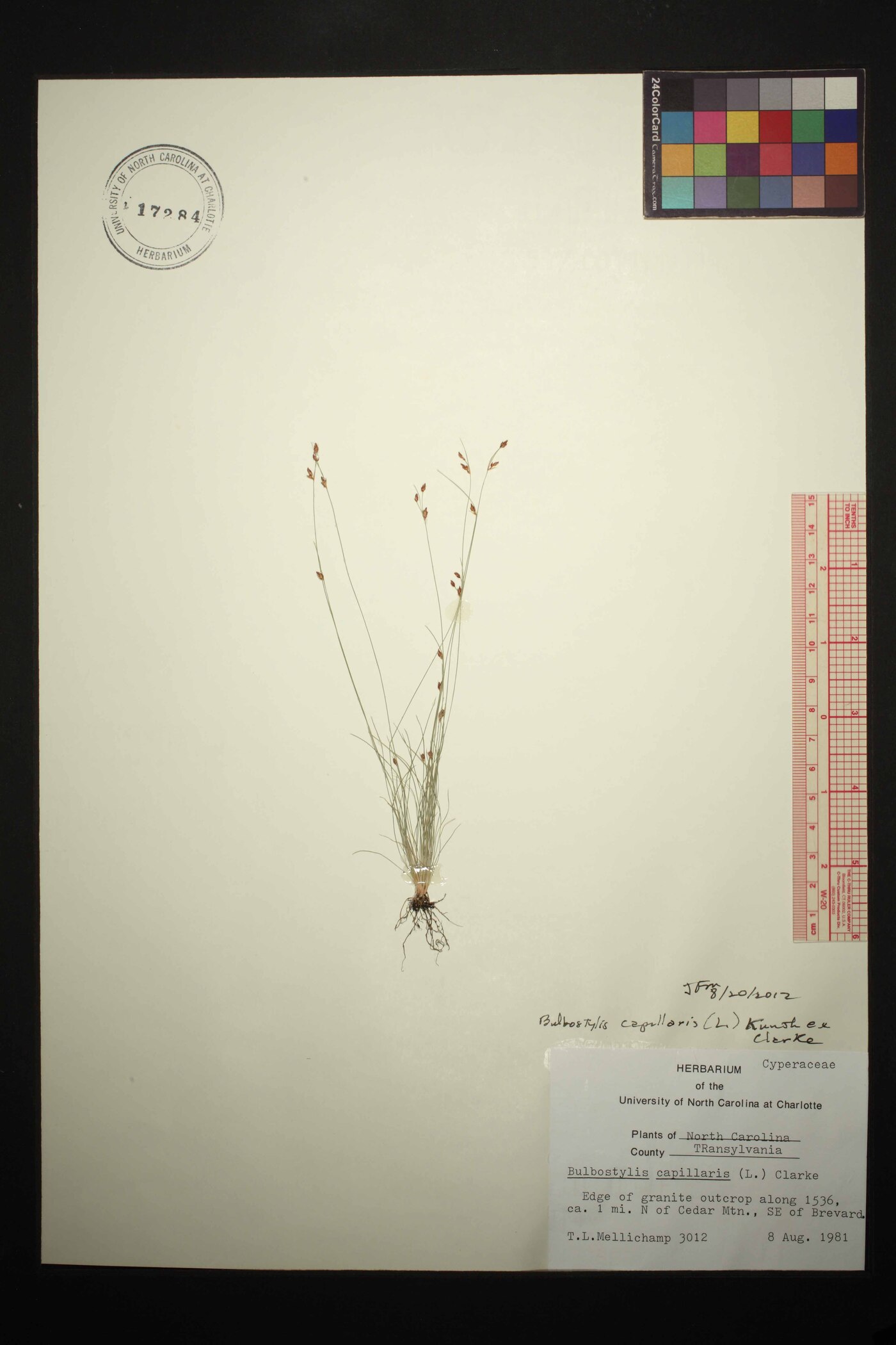 Bulbostylis capillaris subsp. capillaris image