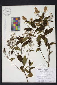 Ceanothus americanus var. americanus image