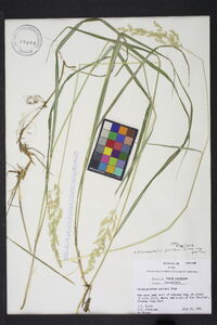 Calamagrostis porteri subsp. porteri image