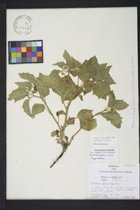 Physalis virginiana image