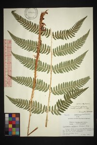 Dryopteris goldieana image