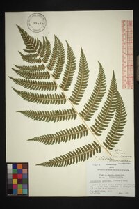 Dryopteris goldieana image